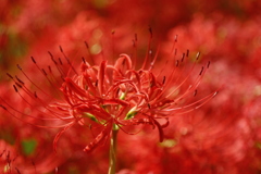 群生の中で自分を主張する曼殊沙華