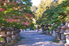 飯能の紅葉未遂2