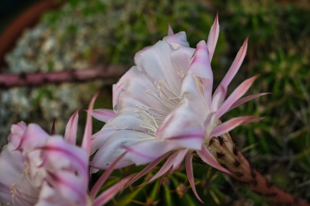 ピンクのサボテン開花