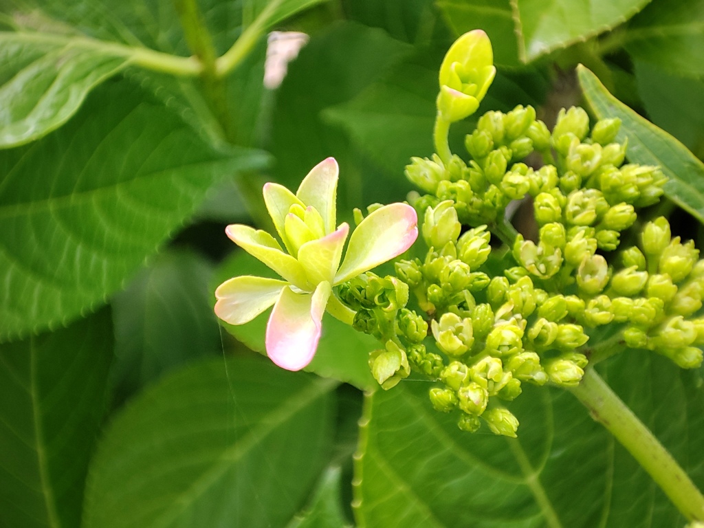 庭の紫陽花