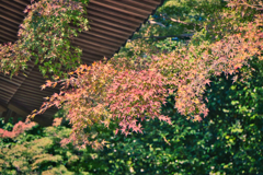 飯能の紅葉未遂1