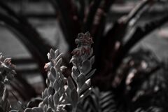 猛暑を楽しく庭の南洋植物5
