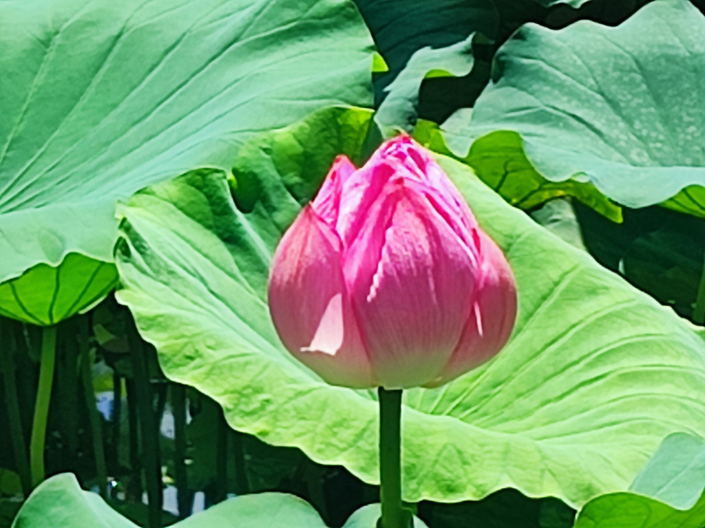 鶴ヶ島の池の睡蓮1