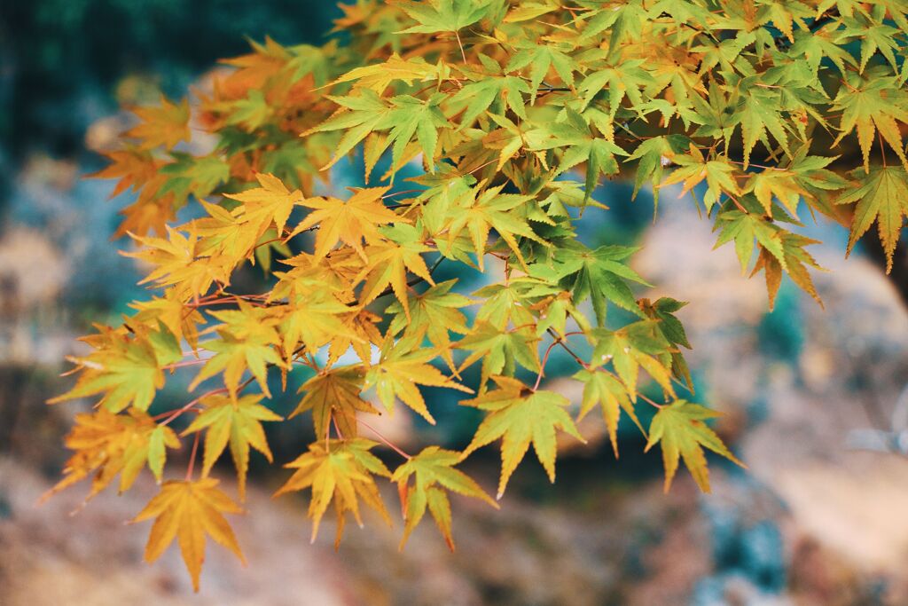 紅への確信