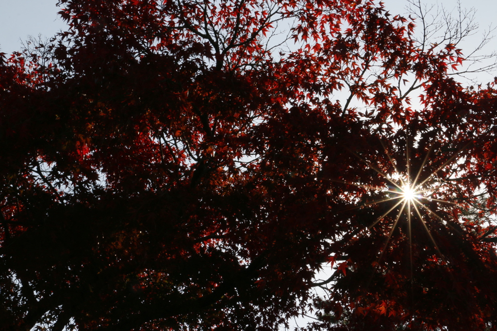 晩秋に向かって