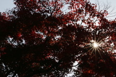 晩秋に向かって