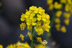 菜