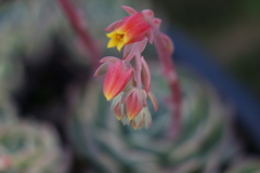 多肉開花