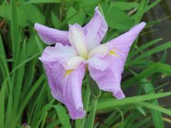 アヤメ・菖蒲・カキツバタ？？？2