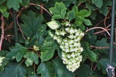_MG_5388 (1)