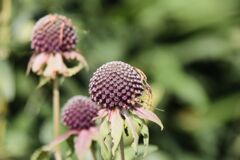 _MG_5382 (1)
