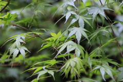 黒山散策3