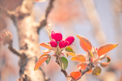 散りゆく桜を横目に我が家ではリンゴが咲き進む2