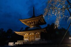 聖天院桜祭り3