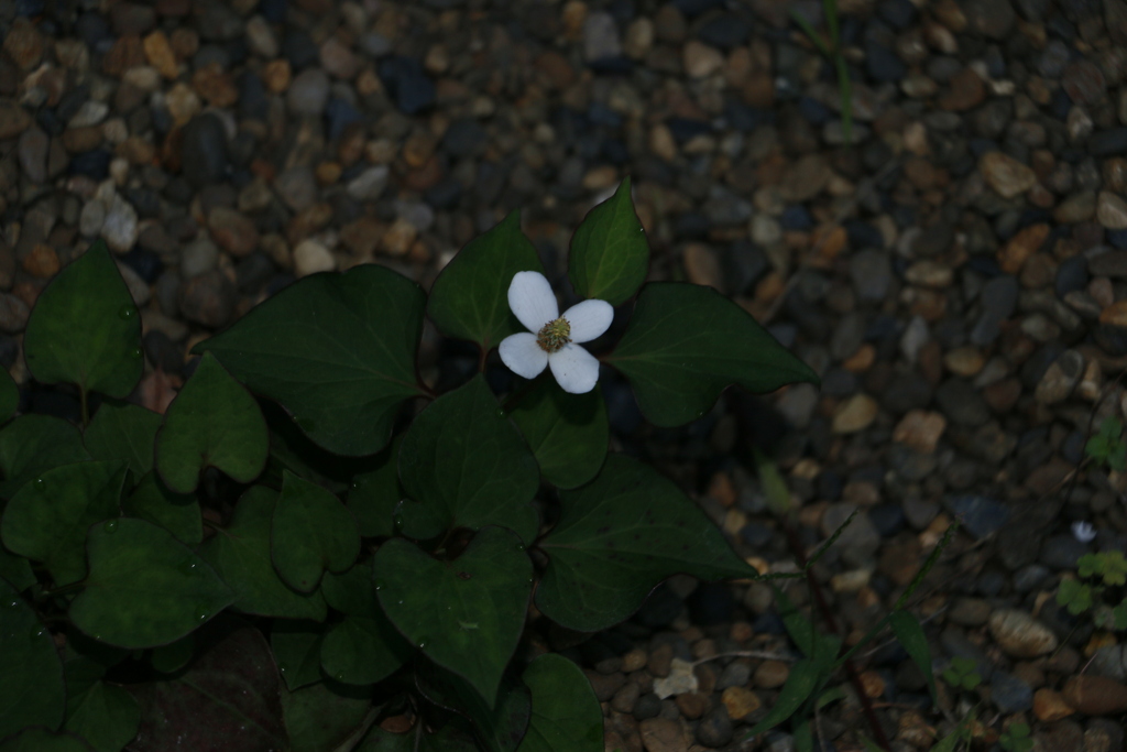 マイガーデン　どくだみの花？