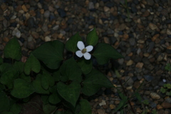 マイガーデン　どくだみの花？