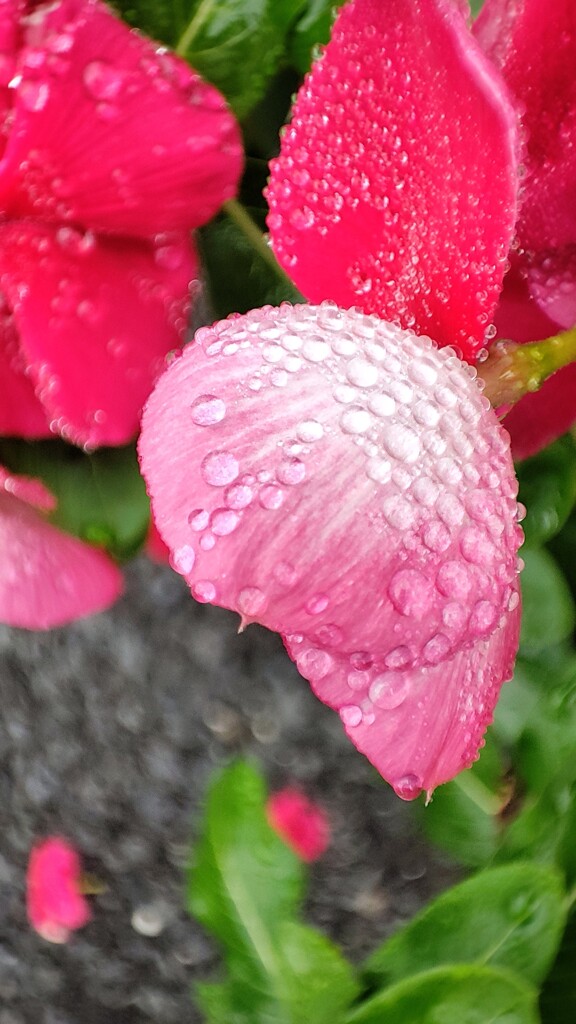 雨上がり