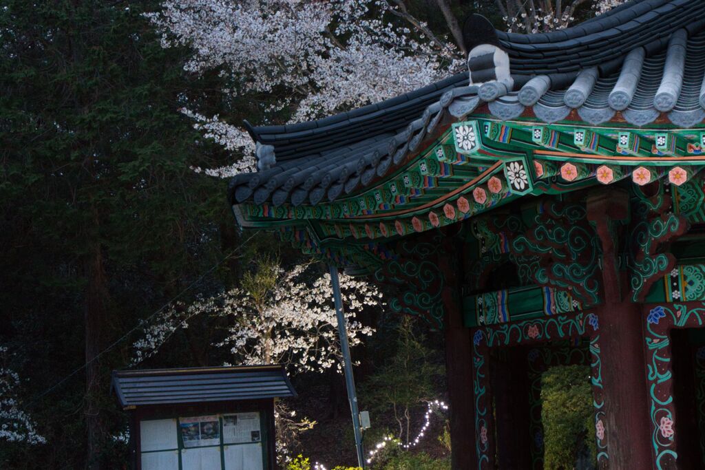 聖天院桜祭り1