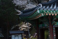 聖天院桜祭り1