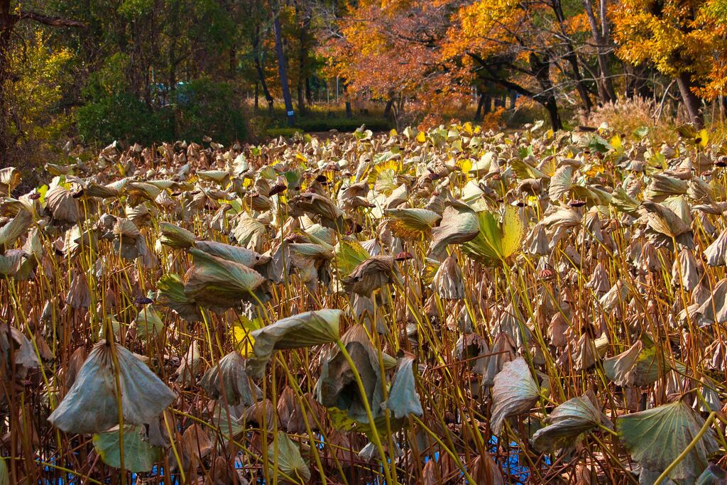 蓮池の今2