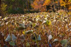 蓮池の今2