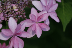 マイガーデン　紫陽花2