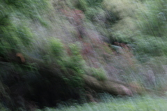 _MG_2779