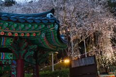 聖天院桜祭り5