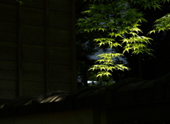 青もみじ
