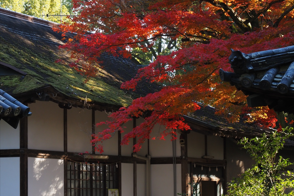 社務所と紅葉