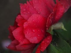 雨に打たれて