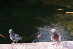 鳩