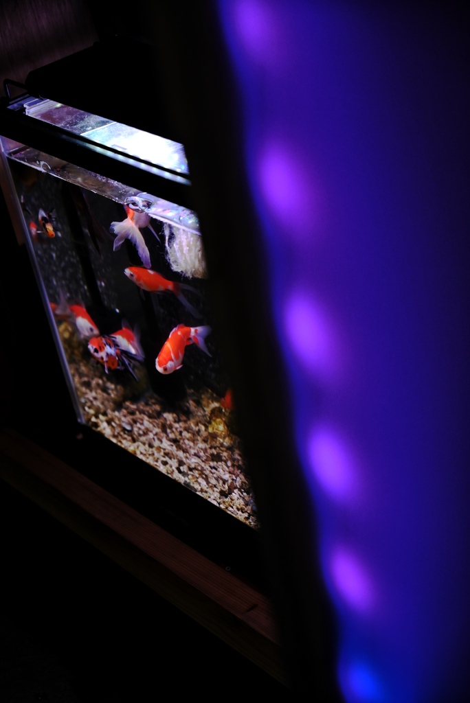 金魚