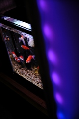 金魚