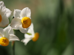 narcissus