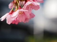 緋桜