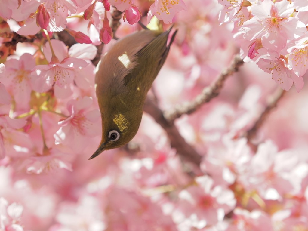 ２回目の河津桜