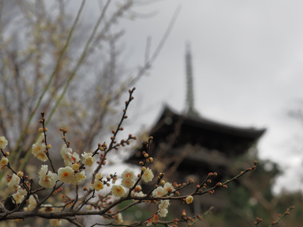 冬の庭園
