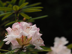 石楠花