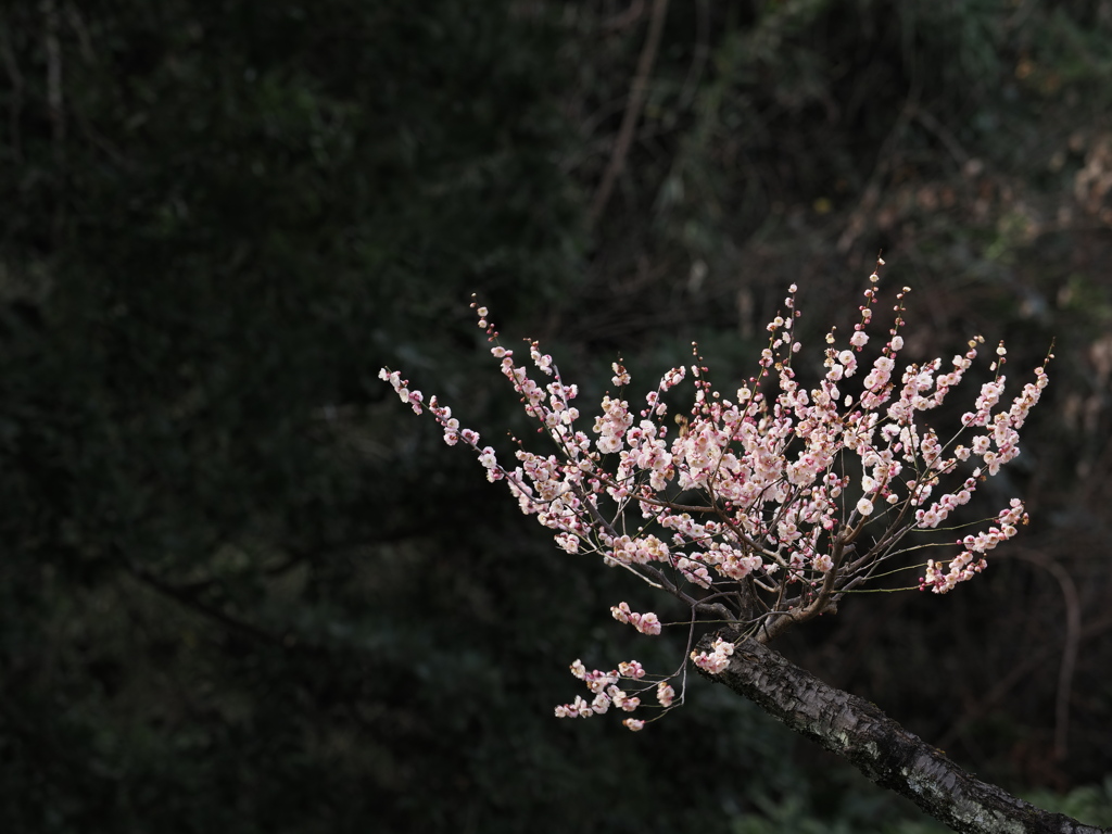 立春
