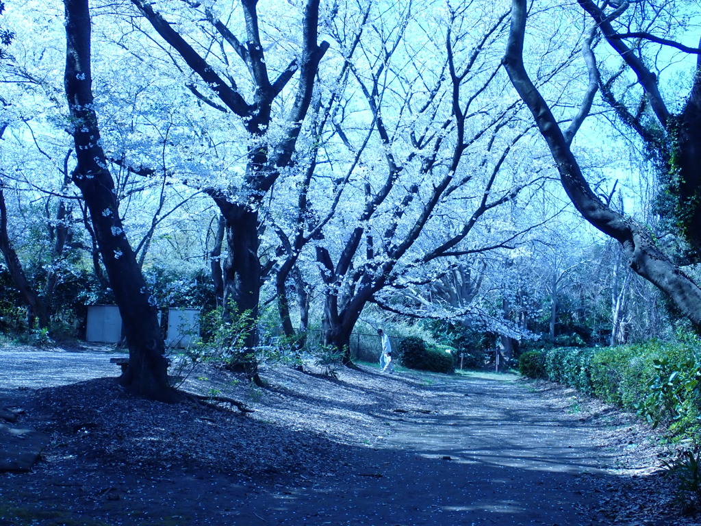 里山の桜
