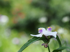 Spiderwort Osprey