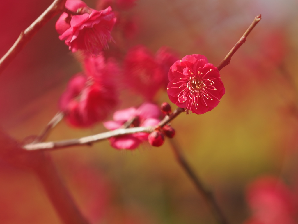 紅梅
