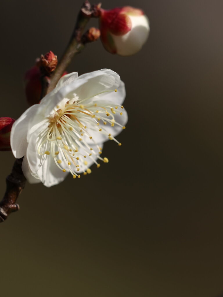 大寒の梅