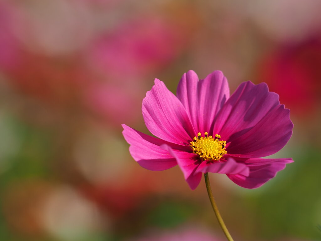 晩秋の秋桜