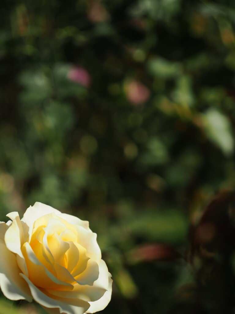 立冬すぎの薔薇