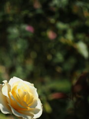 立冬すぎの薔薇