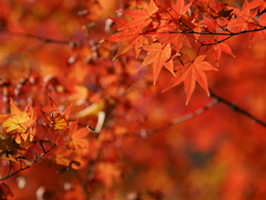 近所の公園の紅葉