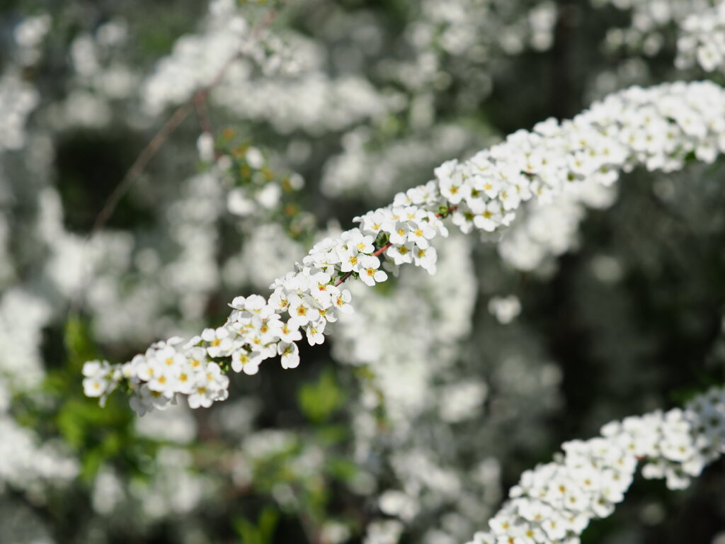 Thunberg spirea