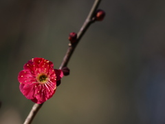 紅梅